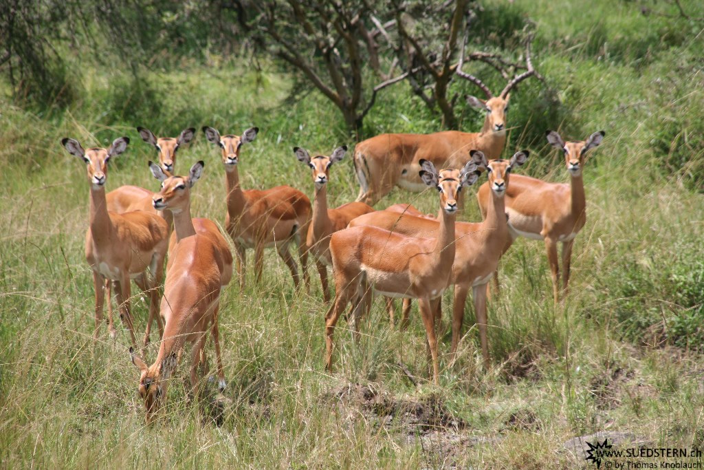 IMG 8075-Kenya, gazelles in Masai Mara